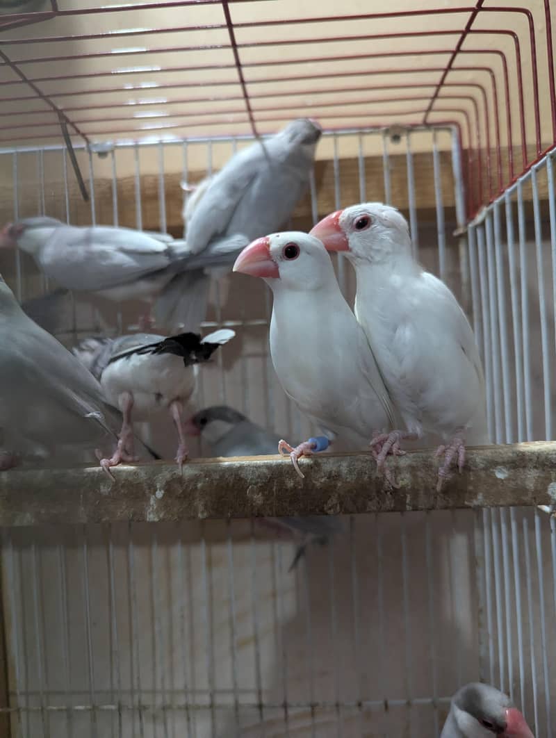 Java Breeder Colony 4
