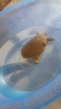 turtle