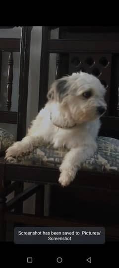 shitzu nasal ka dog ha AK majbore ha is liya sall karaha hon j