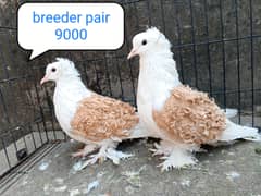 fancy pigeon | kabutar| Jacobin|  frillback saddle | amarican fantail|