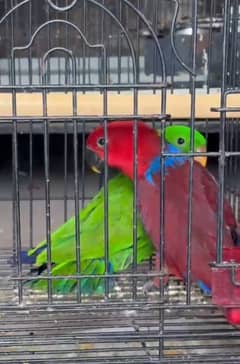 Eclectus pair and yelllow pathay
