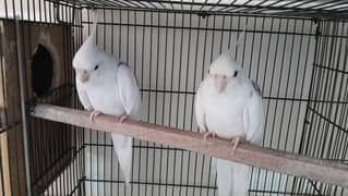 Eno V-Pied Breeder Males