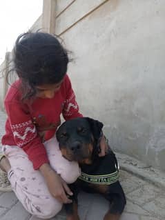 rottweiler
