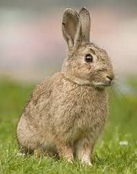 Buy Beautiful Rabbits Mix Breed – Good Price!