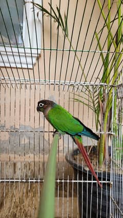 green cheeked conure Breader male