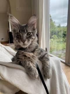 Maine coon kitten