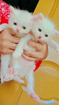 white Fluffy Kittens/ Cute kittens/ triple coat/Persian kitten 4 sale