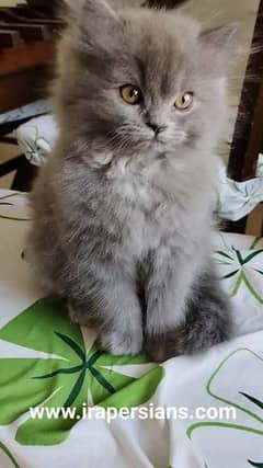 Persian cat for sale male or female0329=70=12=2=91 my WhatsApp