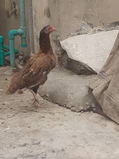 1 sal aseel murgi