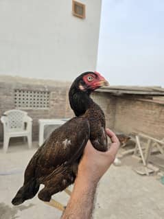 Pure Aseel Madi Asil breeder female
