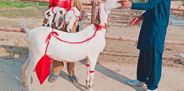 Desi