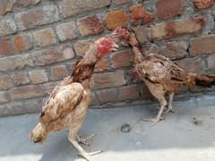 Pure aseel hen