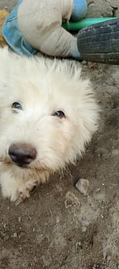 White poodle puppy female