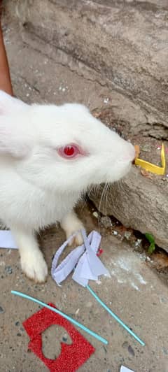 Red Eye pure white female rabbit