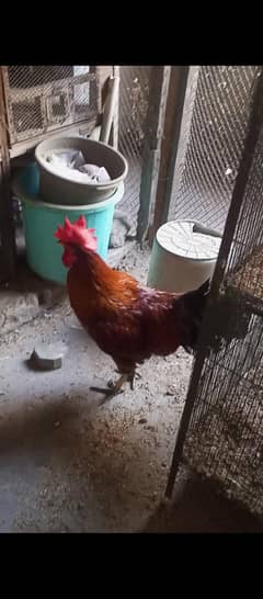 Desi mura murgi for sale