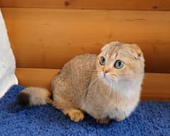 scottish fold kitten