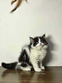 Persian triple coated kittens