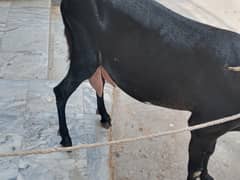 Doodh