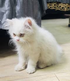 Triple Coated Persian kitten