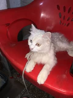 Persian