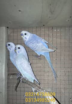 budgie