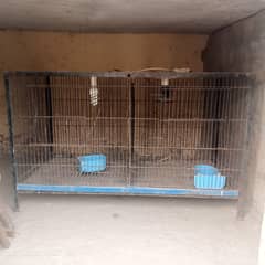 spot