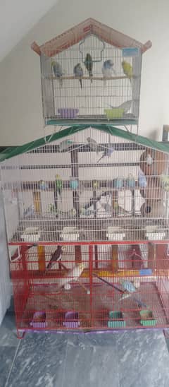 cocktail parrots
