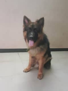 German