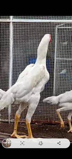 shamu breed quality trayo set