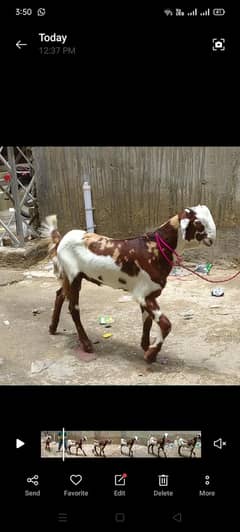 Goats baby 5 Month