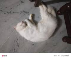 Lovely Cat Pair Available – Perfect for Cat Lovers