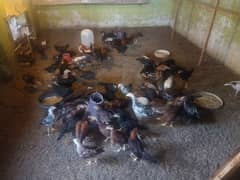 hens aseel