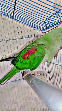 parrot