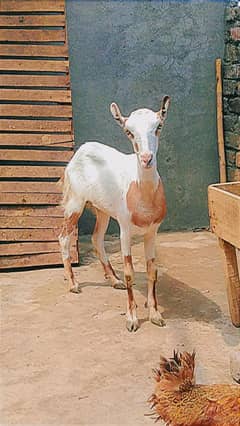 Teddi bakri, teddi bachy, Goat kids, Female, barbari, goat, galmori