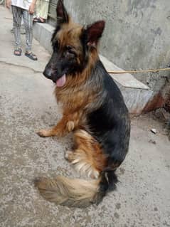 German shepherd dog German shepherd long coat gsd, female for sale