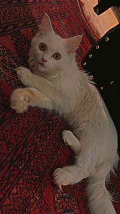 Pure Persian cat
