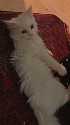 Pure Persian cat