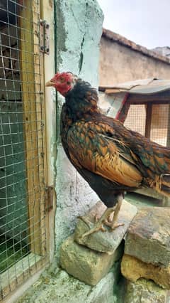 for sale