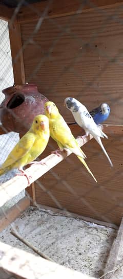 lovebird parrots   beautiful and active