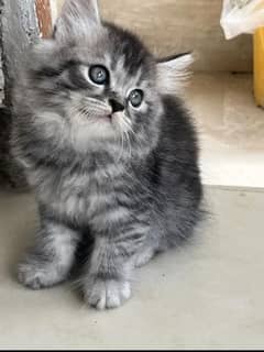 Persian kitten