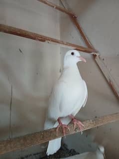 white khumray dove