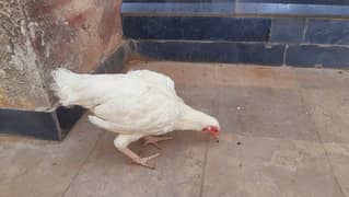 Heera Aseel Hen