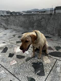 Labrador female 1.5 year available for adoption