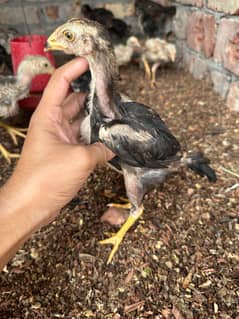 Shamo x aseel chicks
