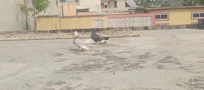 lakkay pegions for sale