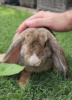 Holland lop Bunny Top Quality