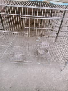 Aseel pair