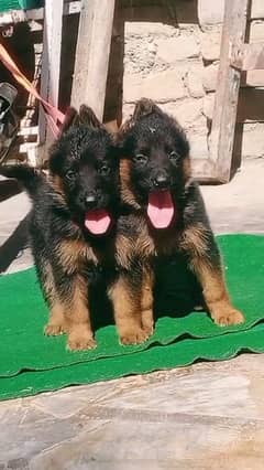 German shepherd puppies Double CoatMy WhatsApp number 03407290940