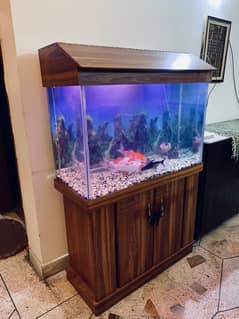 Fish aquarium