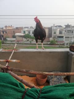 aseel